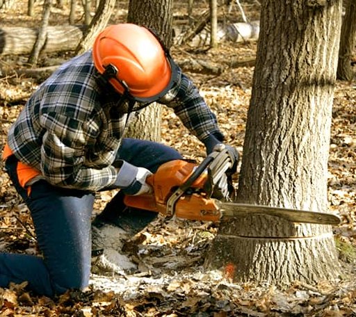 Tree Removal in Lake Zurich, IL
